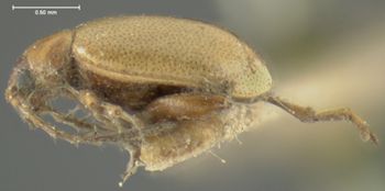 Media type: image;   Entomology 4432 Aspect: habitus lateral view